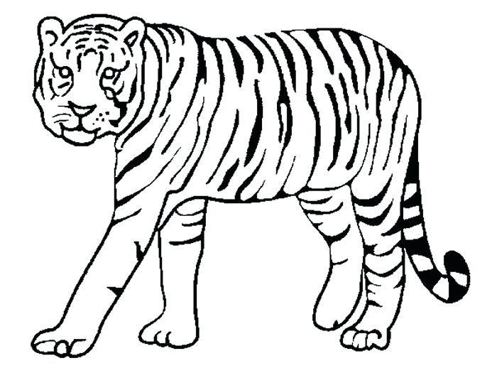 Tiger Face Outline Drawing Free Download On Clipartmag