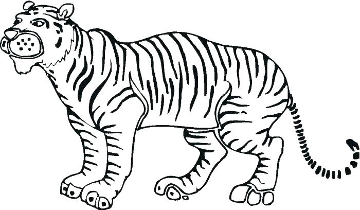 Tiger Face Outline Drawing | Free download on ClipArtMag