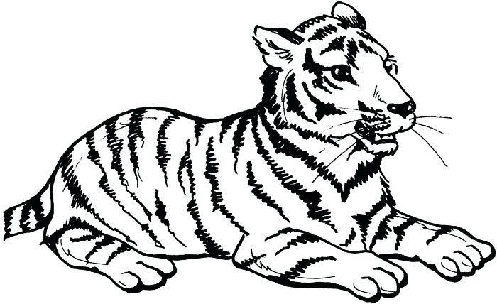 700x428 Simple Tiger Outline Face Drawings Sketching Vector Outline