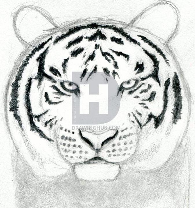 674x720 How To Draw A Tiger Head, Step