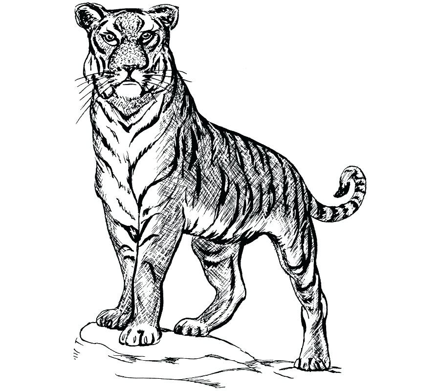 900x800 Bengal Tiger Drawings