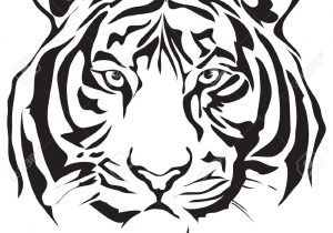 300x210 Malayan Tiger Head Easy To Sketch White Tiger Drawing