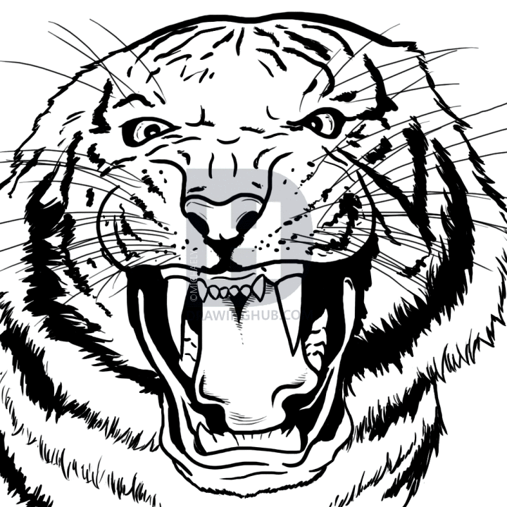 720x720 How To Draw A Bengal Tiger, Draw Tigers, Step