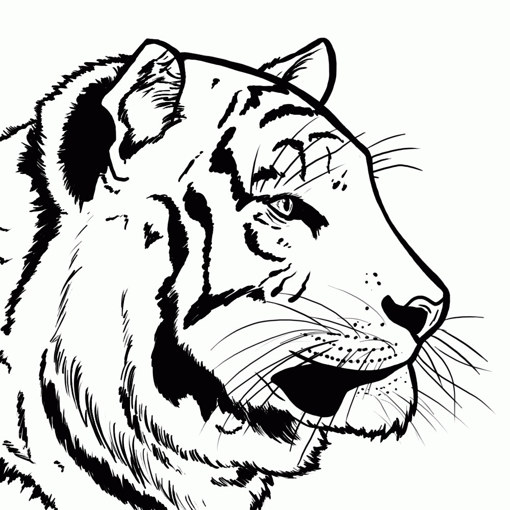 1000x1000 Learn How To Draw A Tiger