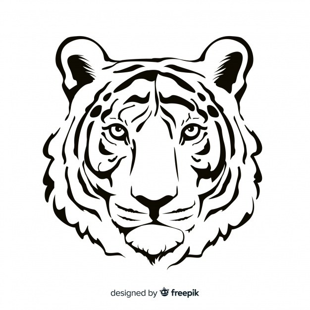 626x626 Tiger Vectors, Photos And Free Download