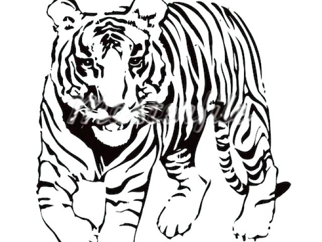 640x480 bengal tiger clipart baby tiger size bengal tiger head clipart