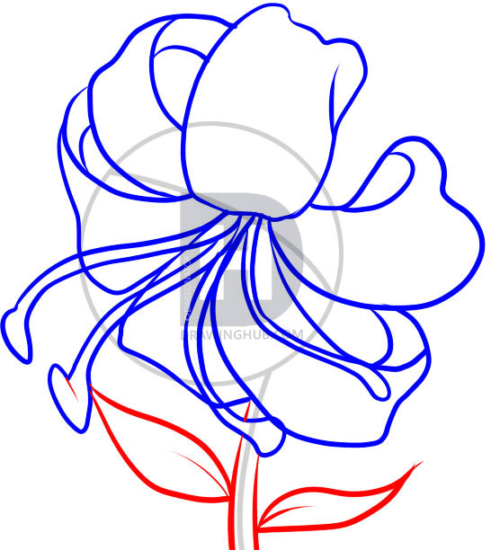 546x612 How To Draw A Tiger Lily, Step