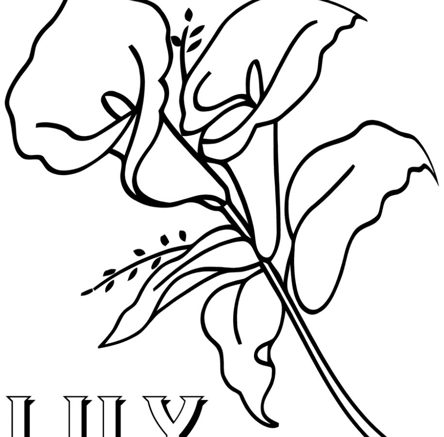 916x900 Lily Coloring Naxk Pages New Flower Awesome Water Sheets Tiger