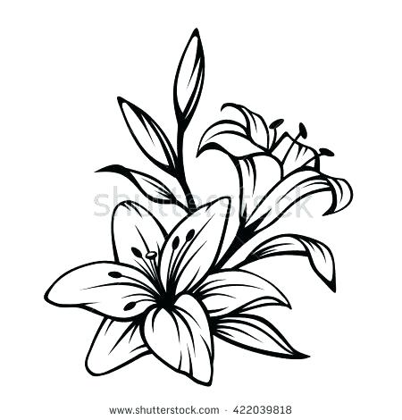 450x470 lily flower outline drawn lily outline x lily flower outline