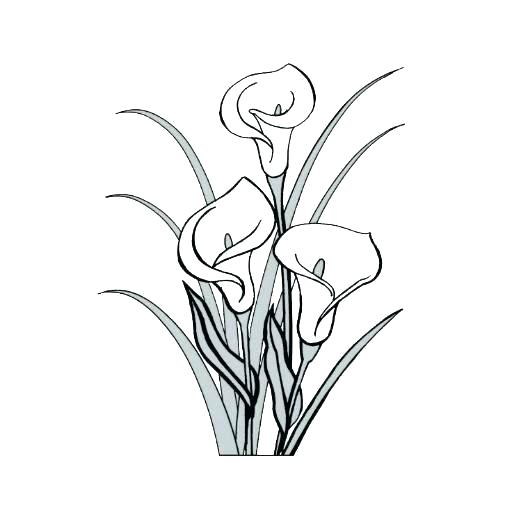 512x512 Lily Outline Lily Flower Drawing Outline Tiger