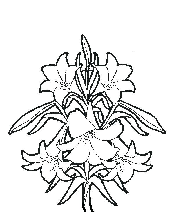 600x732 Tiger Lily Flower Coloring Pages