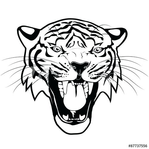 500x500 Tiger Outline Drawing Tiger Outline Illustration Vector Tiger Lily