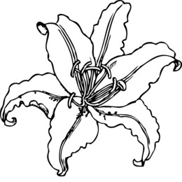 260x260 Download Tiger Lily Coloring Pages Clipart Tiger Lily Coloring Book