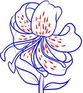 269x302 Drawing Printout How To Draw A Tiger Lily