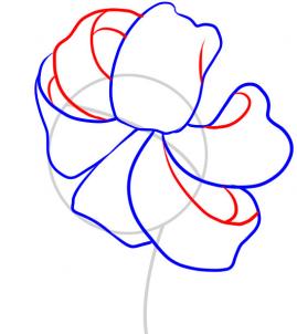 269x302 How To Draw A Tiger Lily, Step