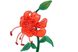 300x200 How To Draw A Tiger Lily