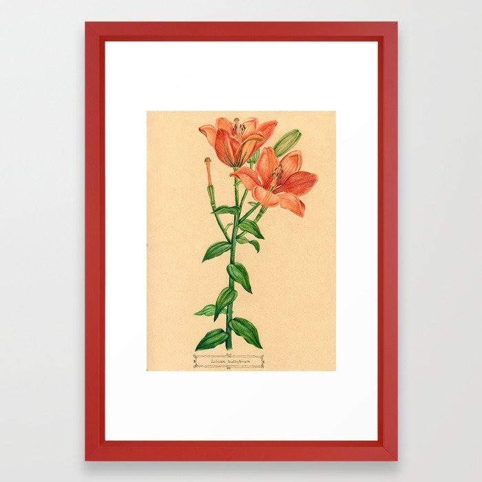 700x700 Scientific Orange Tiger Lily Botanical Flower Drawing Framed Art