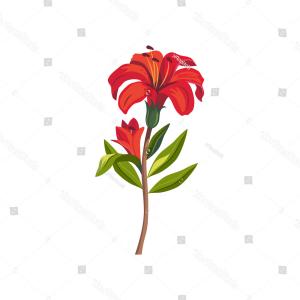 300x300 Tiger Lily Flower Outline Vector Soidergi