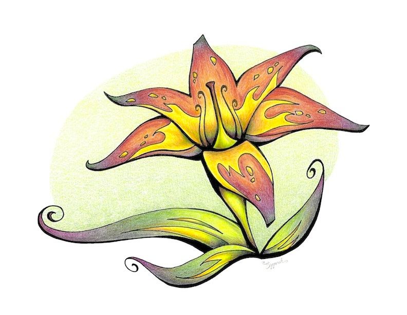 792x612 Vibrant Flower Tiger Lily Tiger Lily Drawing, Colored Pencil