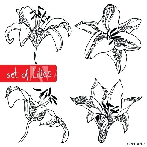 500x500 drawing of lillies