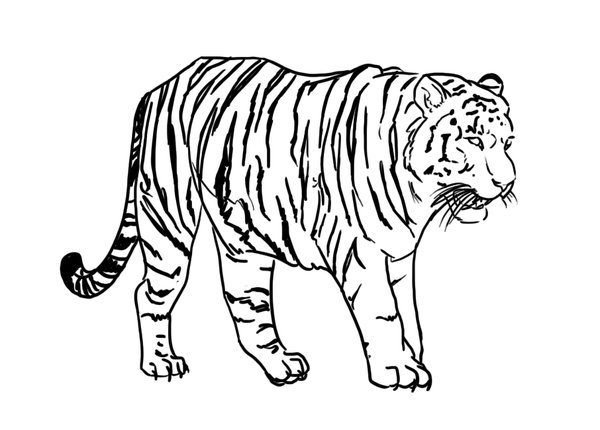 600x430 Line Drawing Tiger