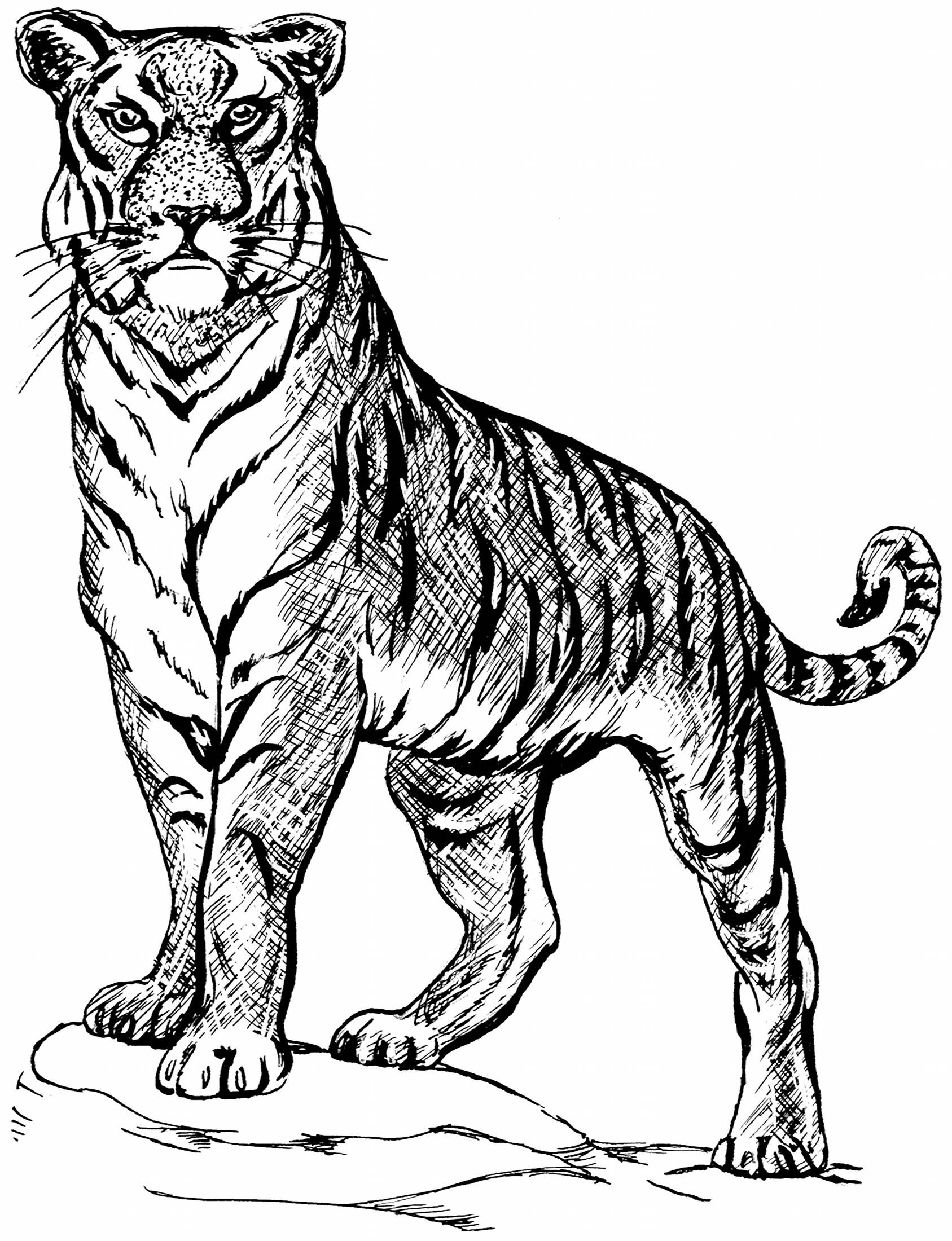 1687x2200 Tiger Line Drawings For Coloring Animals In Tiger Drawing