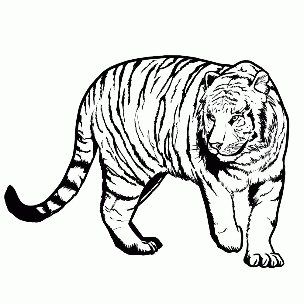 1000x1000 Learn How To Draw A Tiger