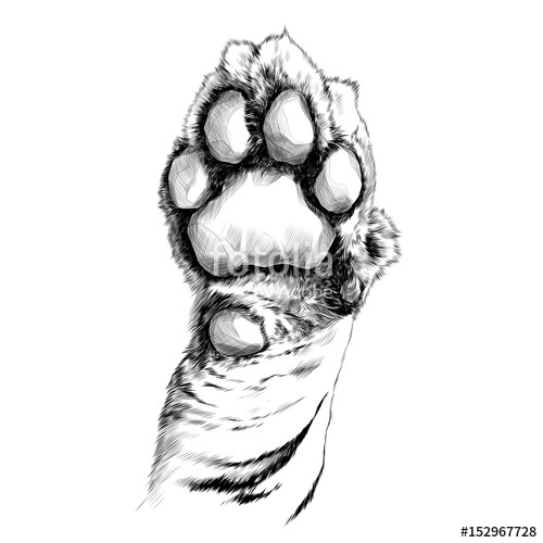 500x500 Tiger Paw Pads Sketch Vector Graphics Black And White Drawing