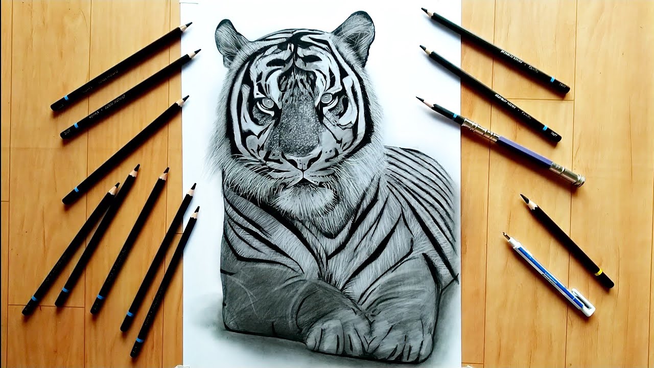 1280x720 Drawing Tiger