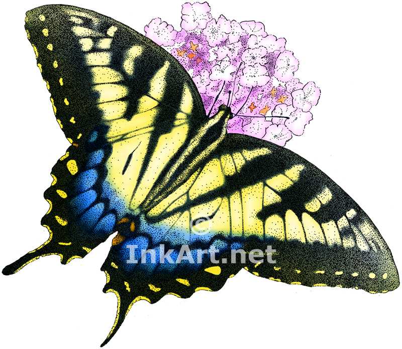 800x693 Eastern Tiger Swallowtail Butterfly Stock Art Illustration