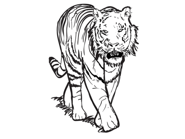 640x480 Free Drawn Tiger, Download Free Clip Art