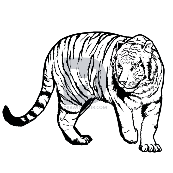 720x720 How To Draw A Bengal Tiger, Draw Tigers, Step