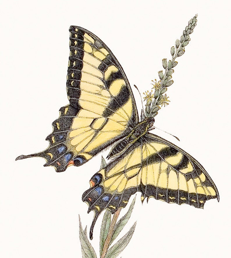 794x887 Western Tiger Swallowtail Original Pen And Ink Drawing Etsy
