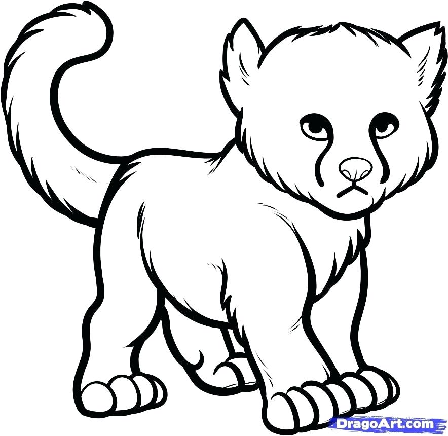 884x860 How To Draw A Baby Leopard Step