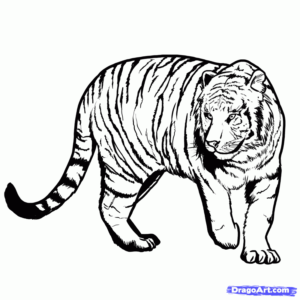 1000x1000 Simple Pencil Drawings Of Tigers How To Draw A Bengal Tiger Easy