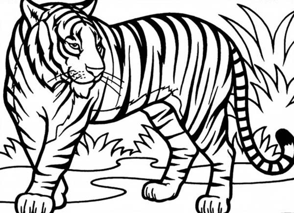 600x434 How To Draw Tiger Print