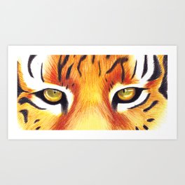 264x264 Tiger Drawing Art Prints