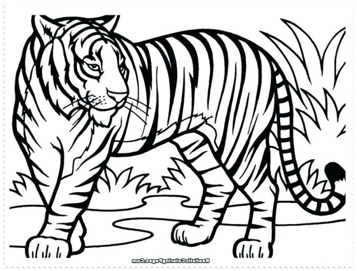 Tiger Print Drawing | Free download on ClipArtMag