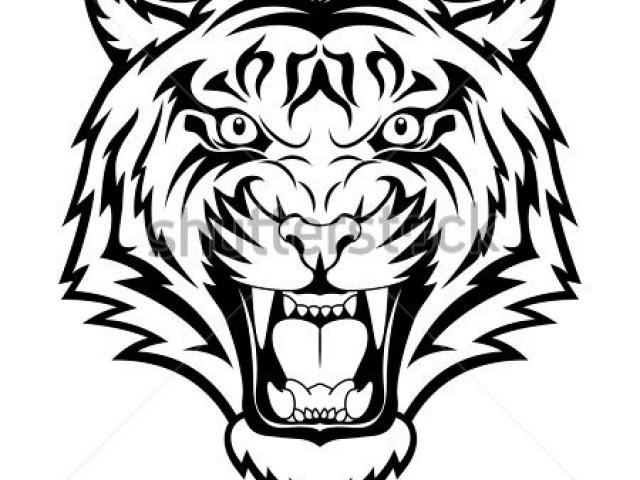 640x480 Free White Tiger Clipart, Download Free Clip Art
