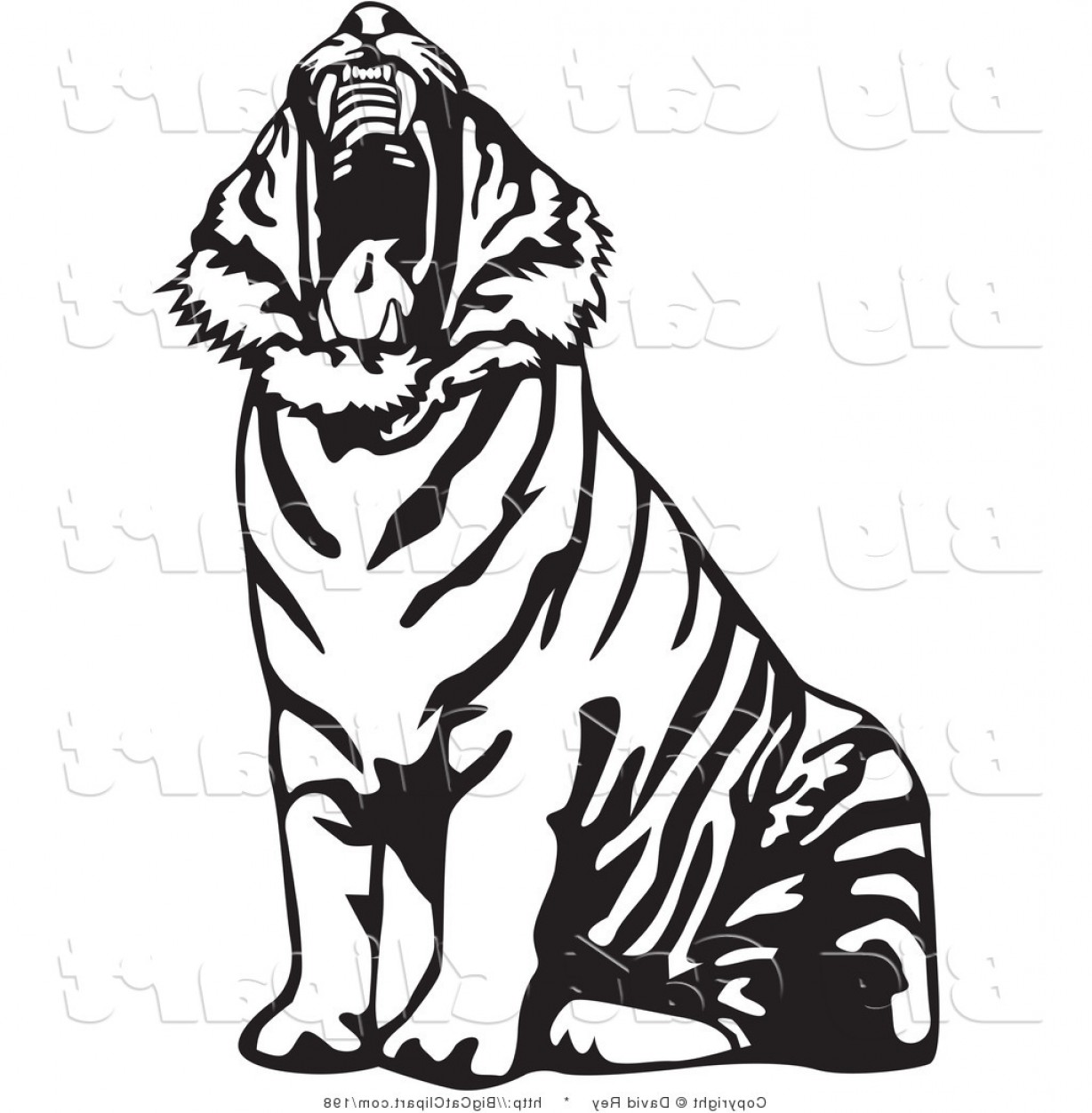 1228x1252 Big Cat Vector Clipart Of A Yawning Black And White Tiger Roaring