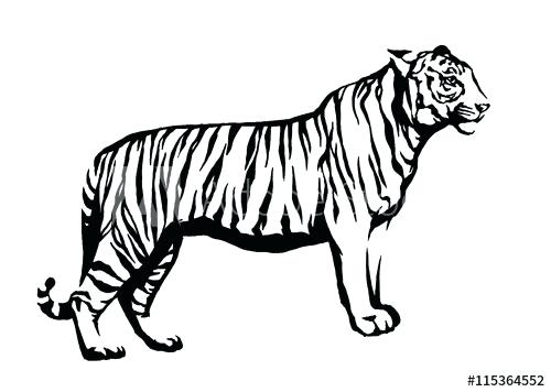 500x356 Draw Tiger Draw Cartoon Mini Little Tiger Cub Hand Draw Tiger Face