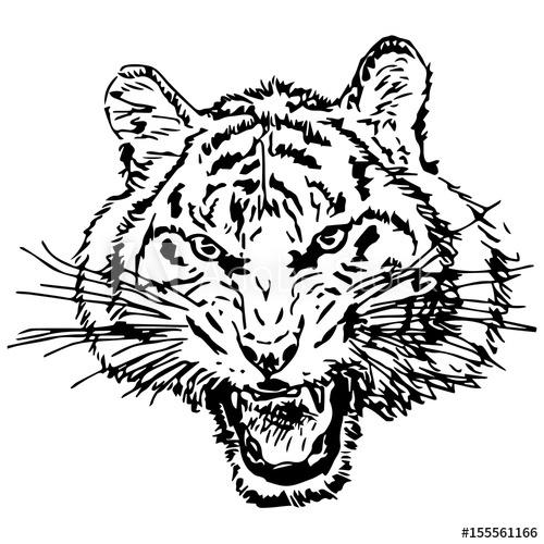 500x500 Hand Drawing Of A Roaring Tiger