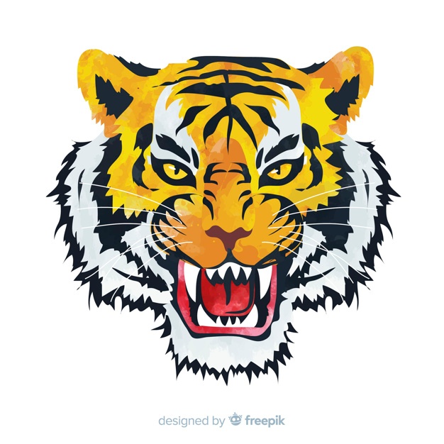 626x626 Tiger Vectors, Photos And Free Download