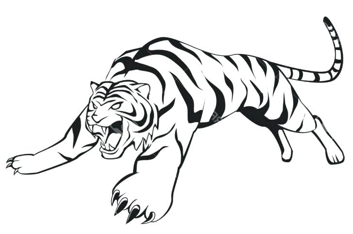 728x482 Tiger Drawings For Kids