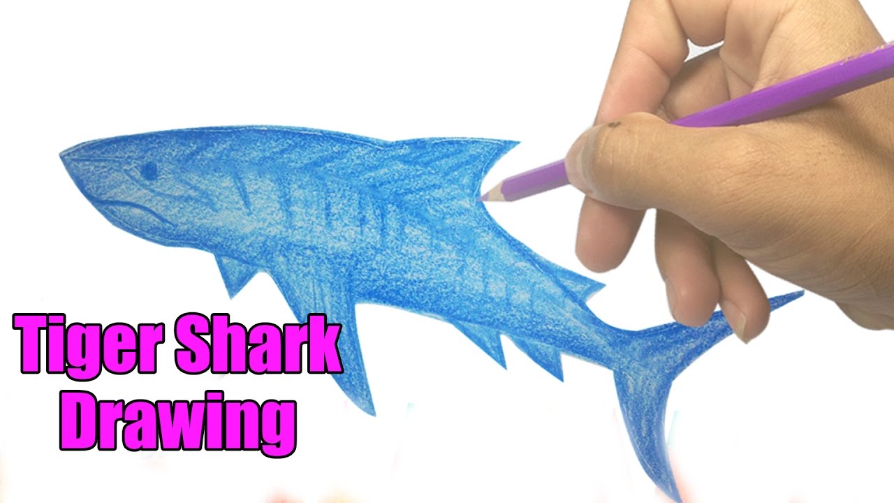 1280x720 How To Draw A Tiger Shark