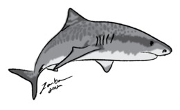 260x160 Illustration, Drawing, Cartoon, Transparent Png Image Clipart