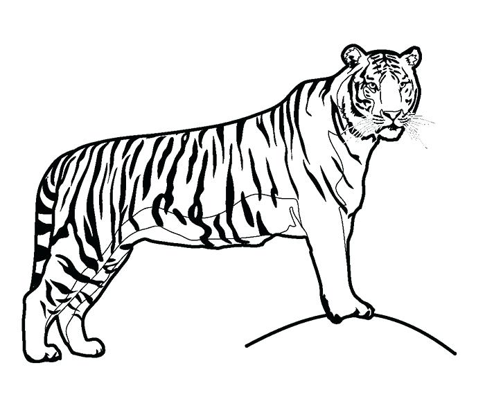 700x576 Tiger Coloring Sheet Tiger Template Tiger Shark Coloring Pages