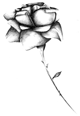 276x400 Tiger Woods Issue Teen Ink