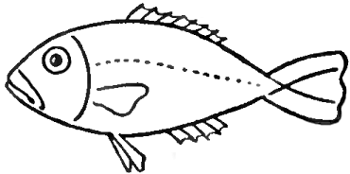 350x174 How To Draw Fish In Easy To Follow Steps Drawing Lesson Crafts