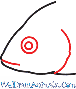 300x350 How To Draw A Lake Magadi Tilapia